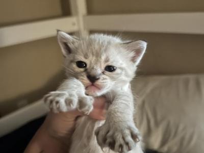 Bengal Lynx Hybrid Kittens - Bengal - Gallery Photo #1