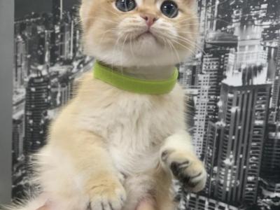 Boy 5 Black Golden Shaded British Shorthair - British Shorthair - Gallery Photo #1