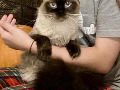 Lady - Ragdoll - Gallery Photo #1