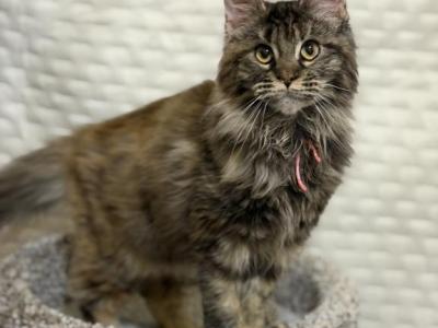 XXL Blue Torbie Female - Maine Coon - Gallery Photo #1