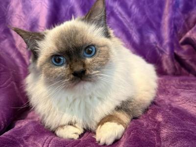 Ray - Ragdoll - Gallery Photo #1