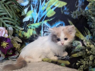 Cute Munchkins - Munchkin - Gallery Photo #1