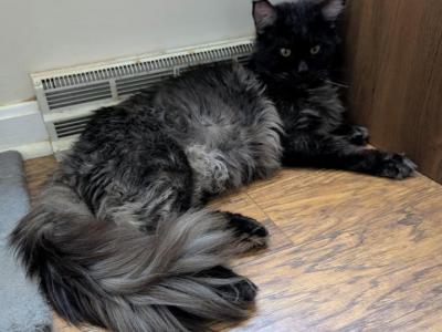 Mufasa - Maine Coon - Gallery Photo #1