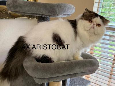 Kiko - Persian - Gallery Photo #1