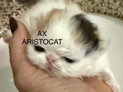 Christmas Litter - Persian - Gallery Photo #1