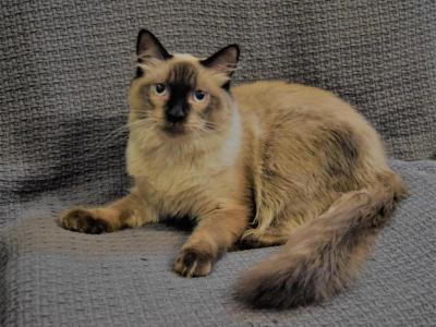 Sylvester - Ragdoll - Gallery Photo #1