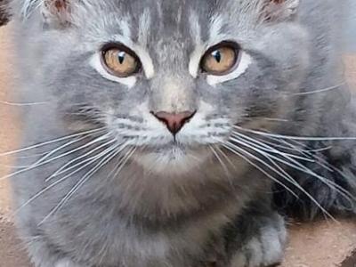 Babs - Maine Coon - Gallery Photo #1