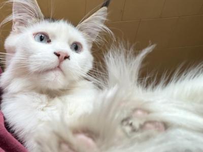 ISO STUD Near Me - Maine Coon - Gallery Photo #1