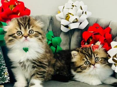 Scottish Longhair - Scottish Fold - Gallery Photo #1