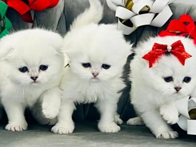 Scottish Kittens Longhair - Scottish Fold - Gallery Photo #1