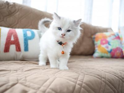 5 Kittens - Ragdoll - Gallery Photo #1