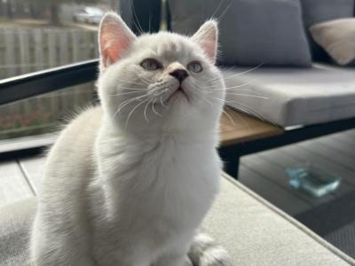 Tayah - Scottish Fold - Gallery Photo #1
