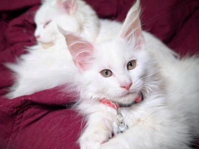 Apple - Maine Coon - Gallery Photo #1