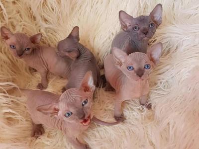 Canadian Sphynx Kittens - Sphynx - Gallery Photo #1