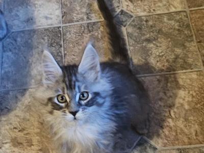 Silver Male Maine Coon - Maine Coon - Gallery Photo #1