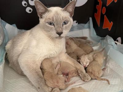 January Kittens Priscilla X Randall - Tonkinese - Gallery Photo #1