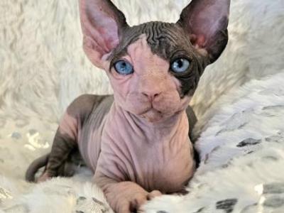 Sphynx DBE Girl Andromeda  TICA Rights - Sphynx - Gallery Photo #1