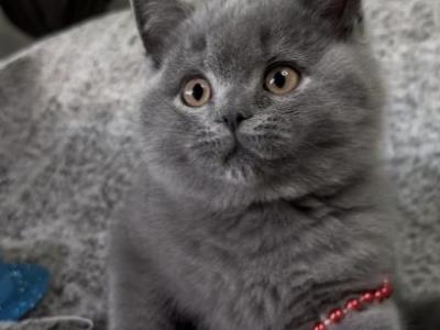 British SH Blue Male - British Shorthair - Gallery Photo #1