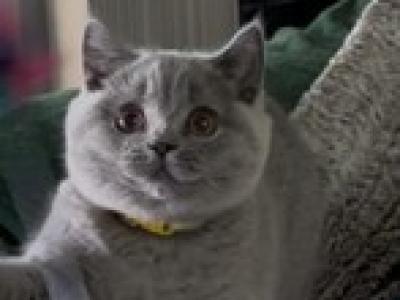 British SH Blue Female Is Ready To Go Home - British Shorthair - Gallery Photo #1