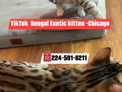 BENGAL KITTEN  CHARCOAL MALE - Bengal - Gallery Photo #1
