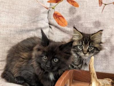 Autumn - Maine Coon - Gallery Photo #1