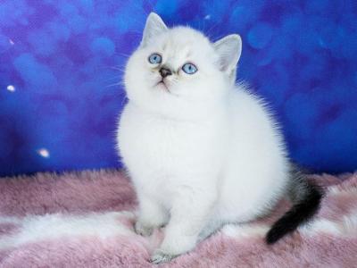 Teddy Bear - Scottish Straight - Gallery Photo #1