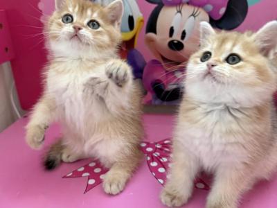 Bri Kittens - British Shorthair - Gallery Photo #1