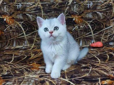 Zarina Silver Shaded Chinchilla Scottish Straight - Scottish Straight - Gallery Photo #1