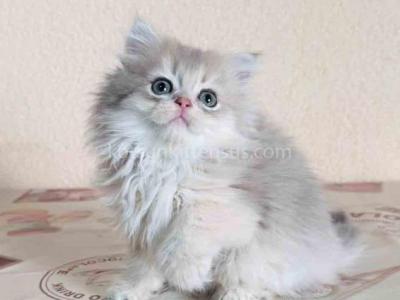 Blue Golden Shaded Longhair Baby Girl - Persian - Gallery Photo #1