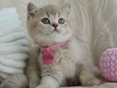 Rivka Lilac Ticked British Shorthair Baby Girl - British Shorthair - Gallery Photo #1