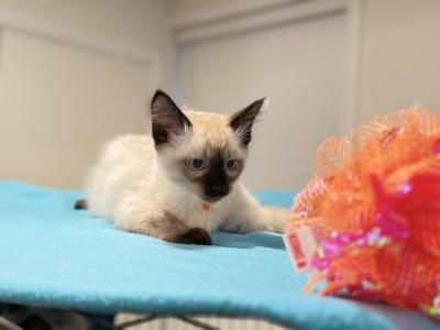 Balinese Holiday Litter 2 - Balinese - Gallery Photo #1