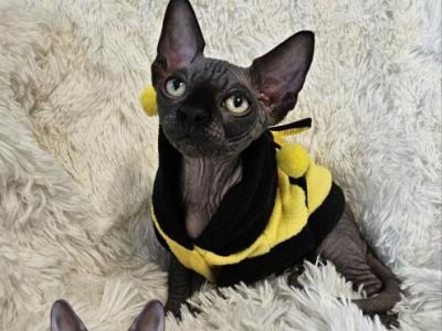 Sphynx Black Boy Altair  TICA Rights - Sphynx - Gallery Photo #1