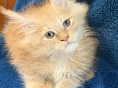Waiting List Open Orange - Maine Coon - Gallery Photo #1