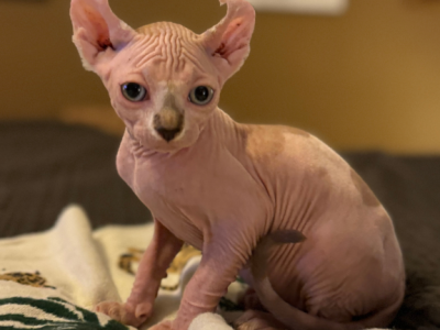 Buddy The Elf Sphynx - Sphynx - Gallery Photo #1
