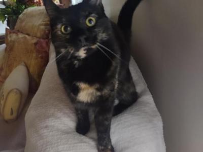 Star - Domestic - Gallery Photo #1