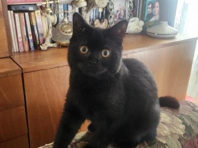 Jay Jay - Scottish Straight - Gallery Photo #1