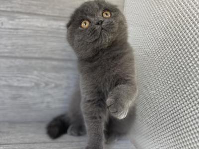 Elias Cattery - Scottish Fold - Gallery Photo #1