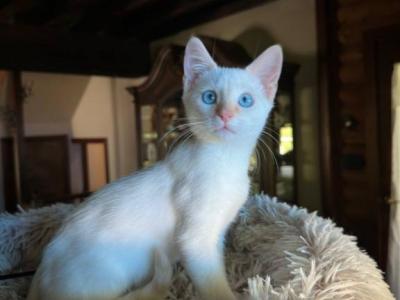 Blue Eyes Kitten - Siamese - Gallery Photo #1