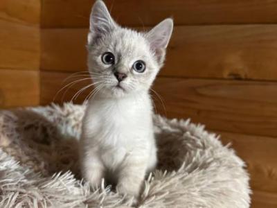 Blue Point Eyes Siamese - Siamese - Gallery Photo #1