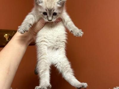 Blue Eyes Siamese Cats For Family - Siamese - Gallery Photo #1