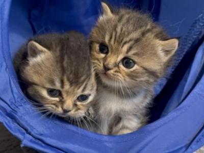 Baby Kitty 1 & 2 - British Shorthair - Gallery Photo #1