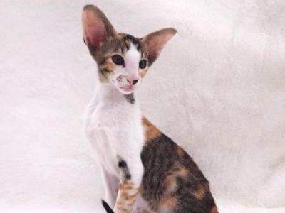 Esme - Oriental - Gallery Photo #1