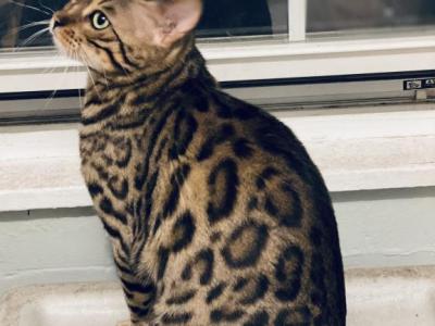 Lora & Oaklynn - Bengal - Gallery Photo #1