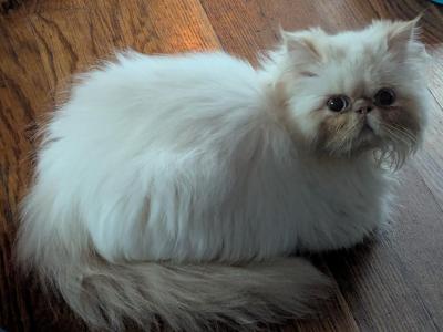 Cream Point Boy - Himalayan - Gallery Photo #1