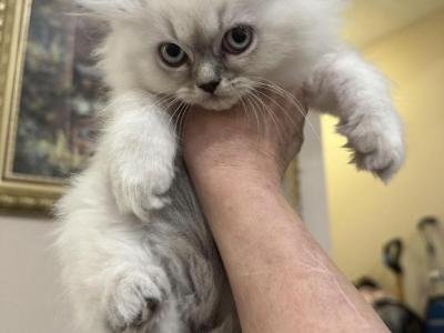 Devinity Persian Girls - Persian - Gallery Photo #1