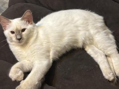 Lilac Point Male  Light Blue Collar - Balinese - Gallery Photo #1