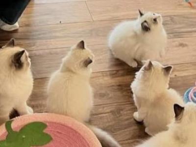 Rebeccas Ragdoll's - Ragdoll - Gallery Photo #1