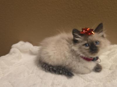 Ragdoll Kittens - Ragdoll - Gallery Photo #1