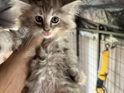 Female Maine Coons - Maine Coon - Gallery Photo #1