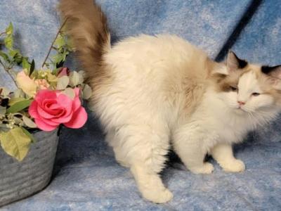 Ragdoll Isabella Female - Ragdoll - Gallery Photo #1
